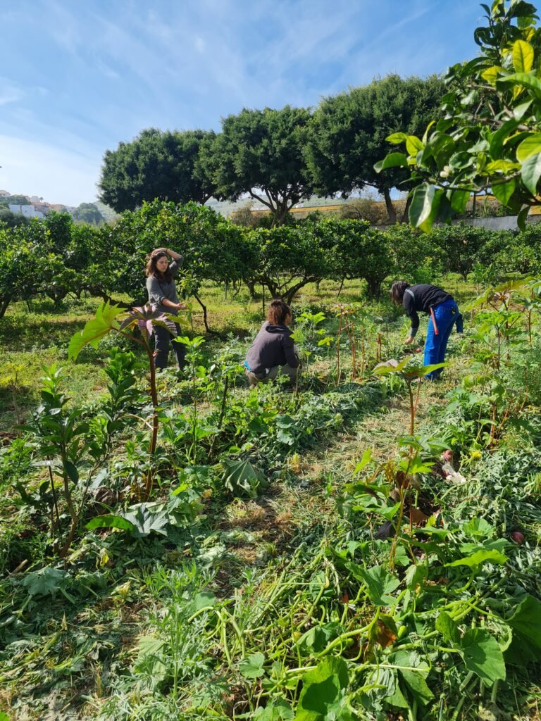 regeneración de paisajes y agroforestería