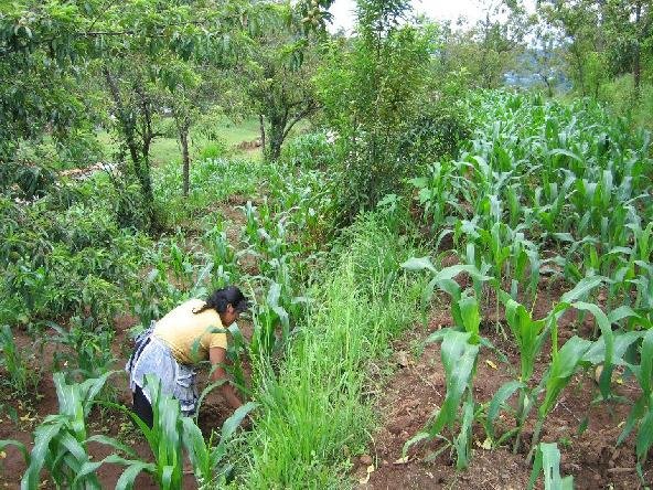 woman in agroforestry courtesy of the GEF Small Grants Programme